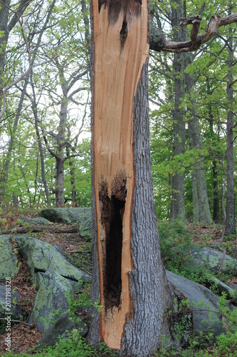 A hollow tree