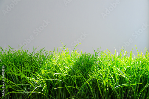 Bright green grass on a gray wall background in minimalism style. Example of indoor landscaping. With copy space
