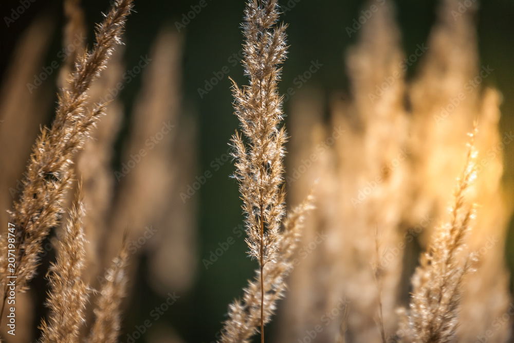 Fototapeta premium Grass, Spikelets, Sun, Abstraction. Beauty in nature.
