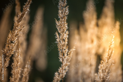 Grass, Spikelets, Sun, Abstraction. Beauty in nature.