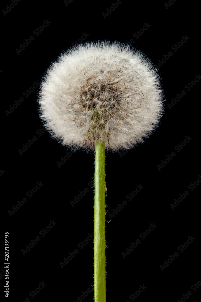 Blow ball of dandelion flower isolated on black Blow ball of dandelion flower isolated on black