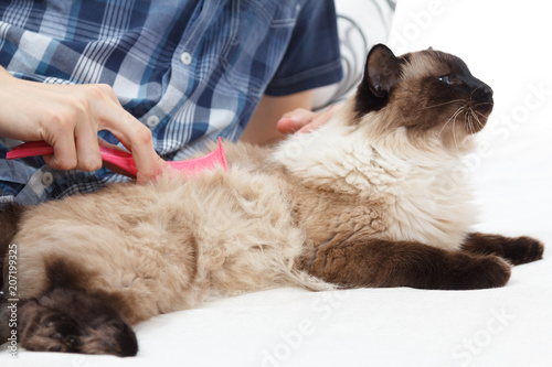 Caring for cat fur. Hand combing by comb fluffy cat.