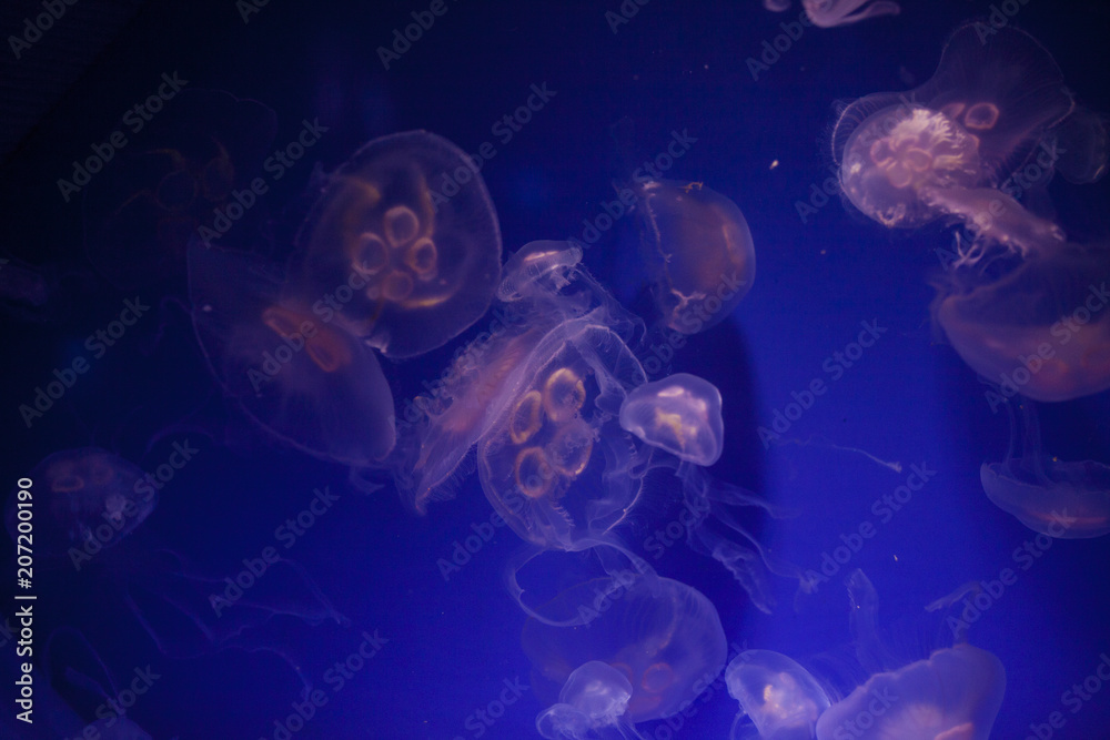 jellyfish jellyfish