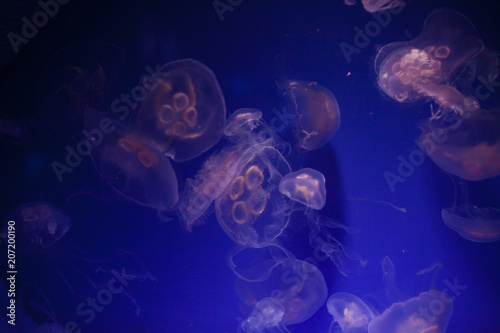 jellyfish © elenakibrik