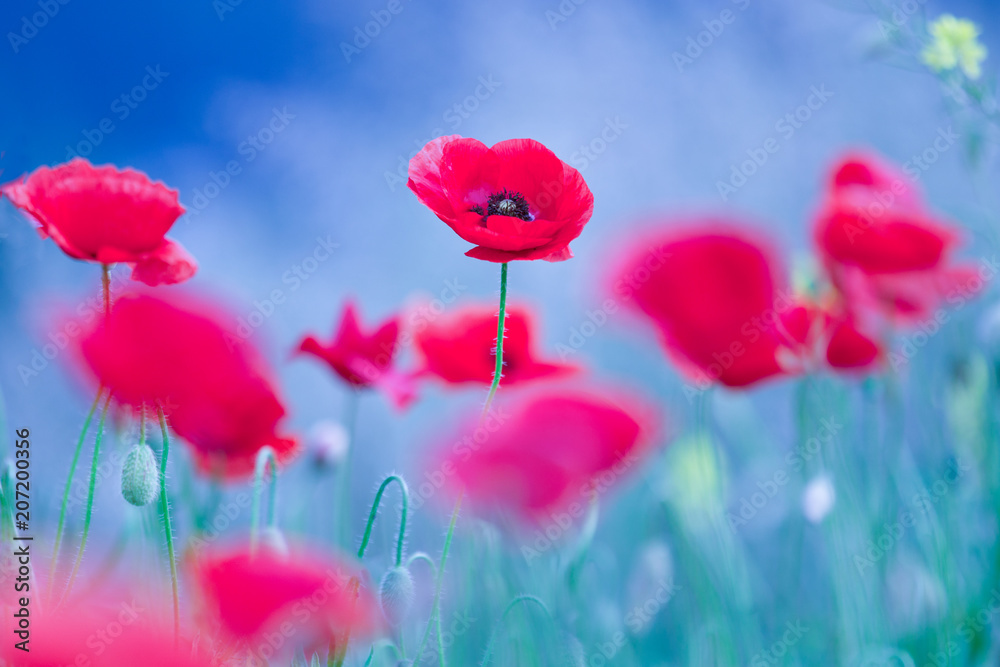 Obraz premium Beautiful Poppy Flower Bloom On Spring Field