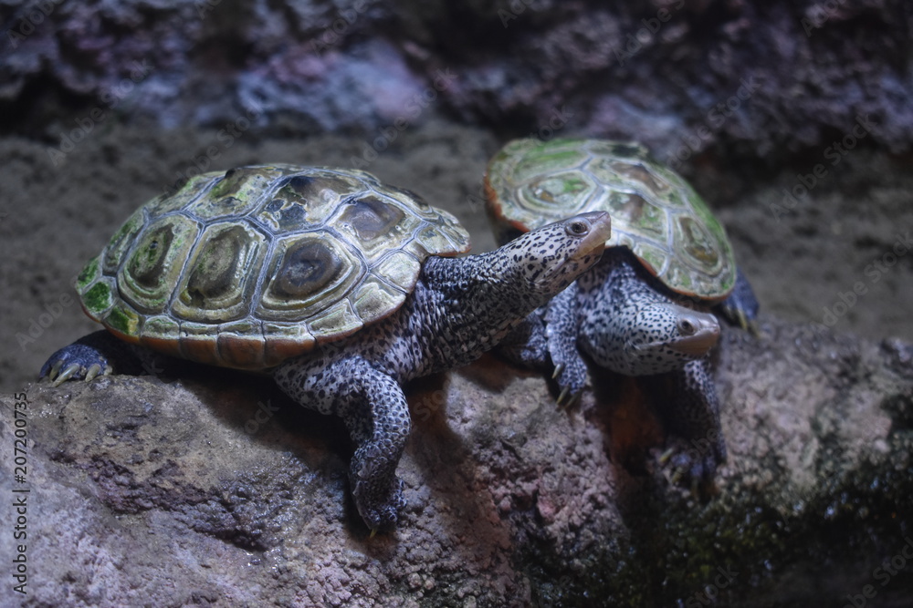 Wild Turtles Or Tortoises Wild Turtles Or Tortoises