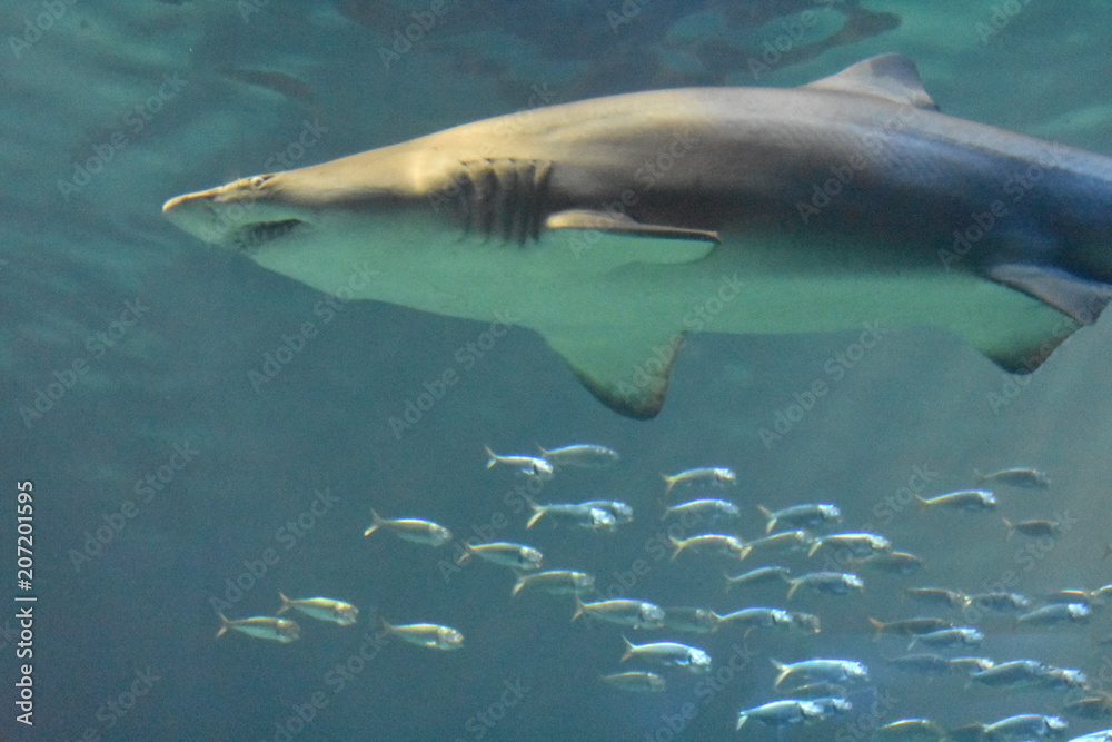 Fototapeta premium Shark And Fish Underwater