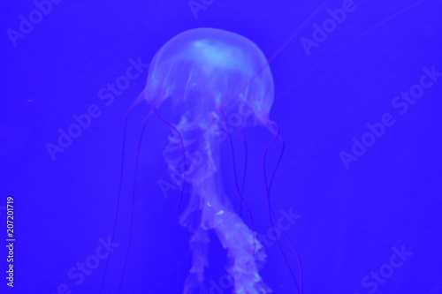 Blue Jellyfish Underwater Marine Life