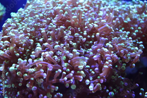 Sea Anemone Marine Life