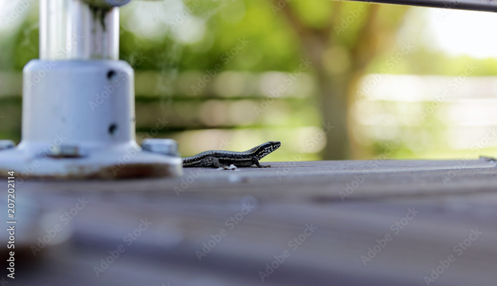 Fototapeta premium Lizard on the wooden floor