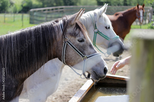 Three horses braun and white photo