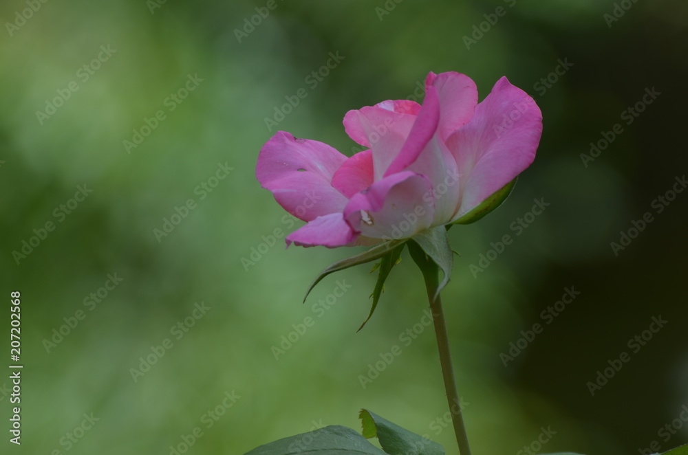 rose rose