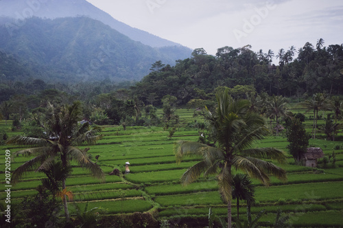 Fototapeta Naklejka Na Ścianę i Meble -  Bali, Indonesia: Scenic view of grey volcanic mountains landscape under grey sky