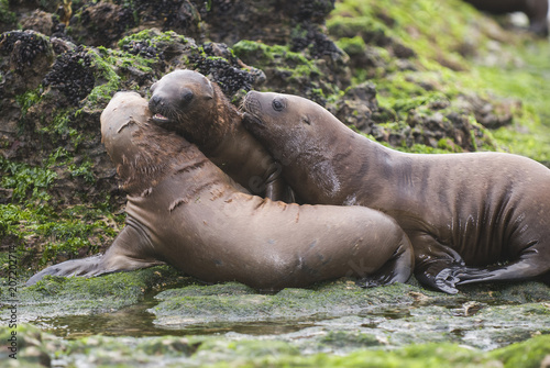 Sea Lion pup , Patagonia Argentina © foto4440