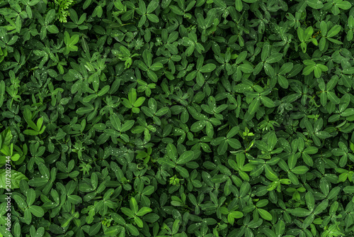 Abstract background of green bright leaves