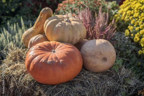 Several real organic pumpkins and autumn flowers. Warm sunny day. Harvest concept. Symbol of holidays, especially on Thanksgiving Day