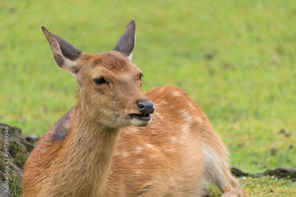 Fototapeta premium Deer in Nara Park. Japan.