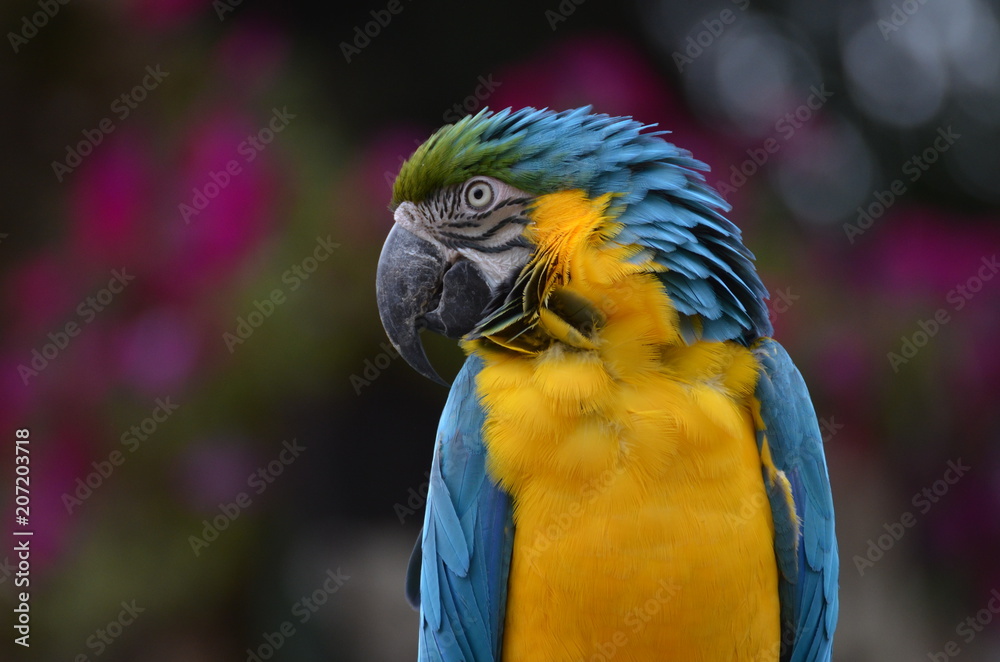 perroquet bleu et jaune