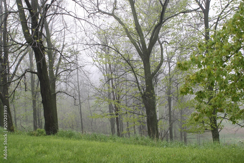 Trees in misty woods