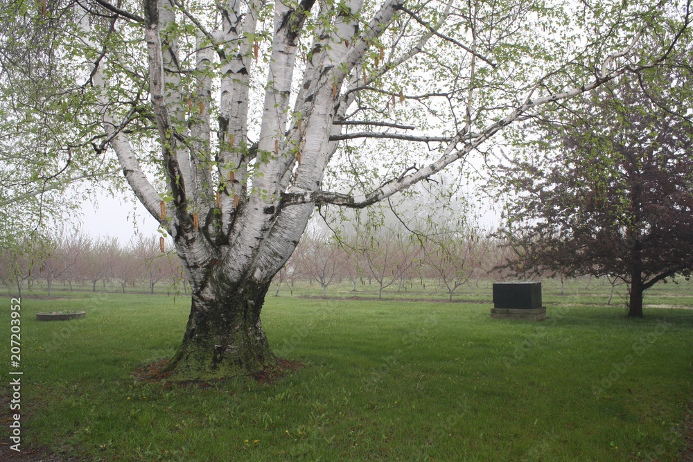 Large Old Birch Tree with misty background Large Old Birch Tree with misty background