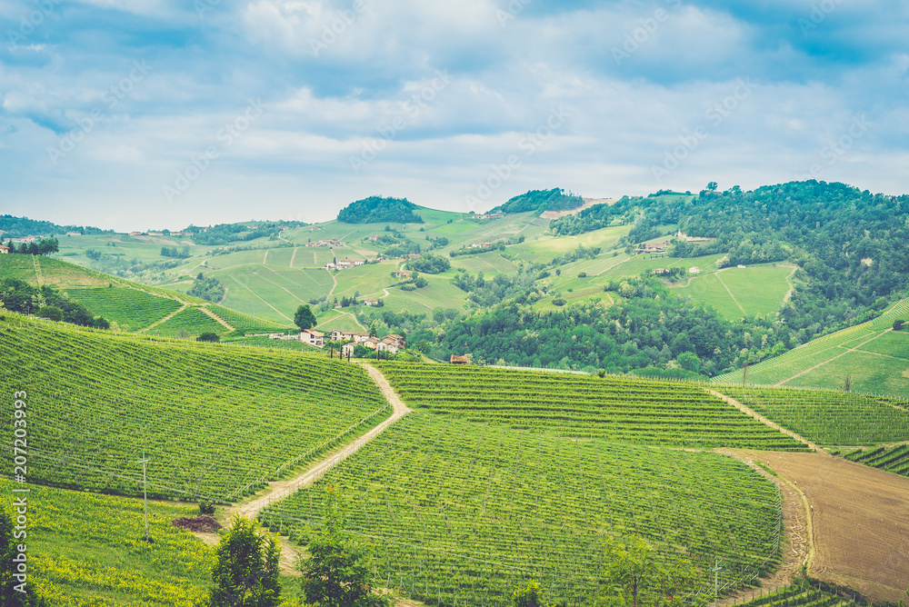 Langhe vineyards landscape of Piedmont, Italy