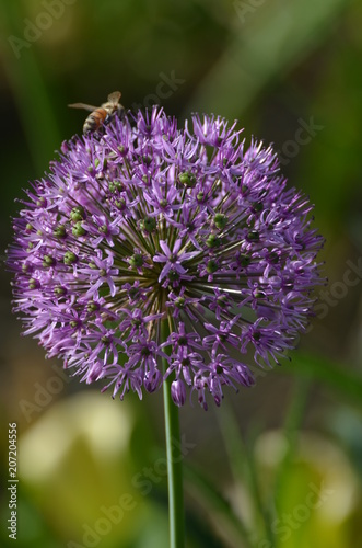 fleur violette