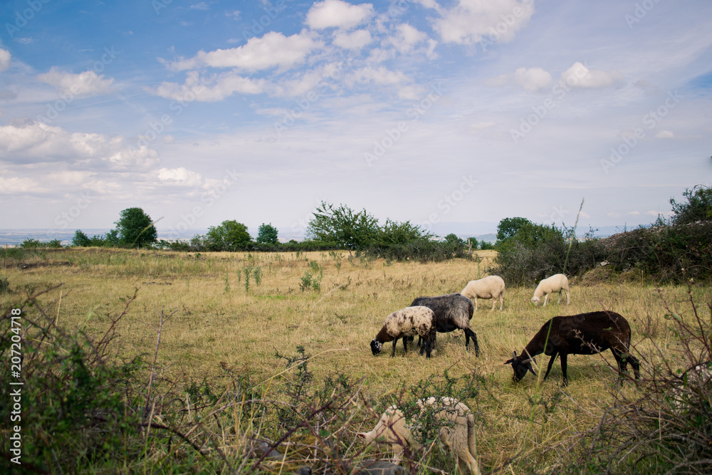 Moutons Moutons