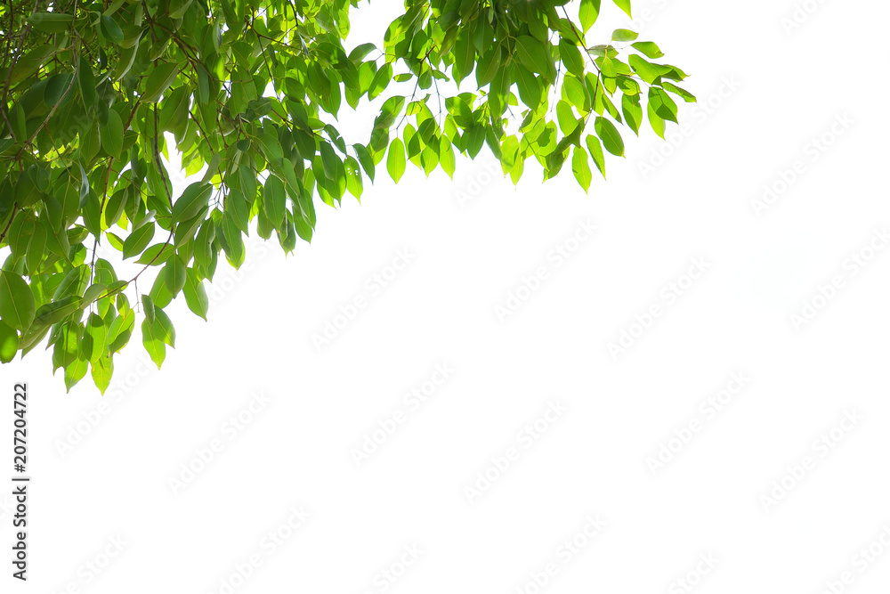 Tree branch on white background. Tree branch on white background.