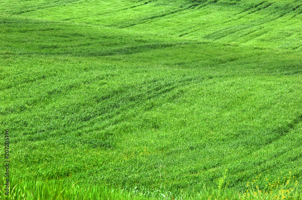 Field of Green