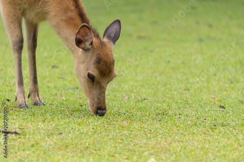 Deer in Nara Park. Japan.