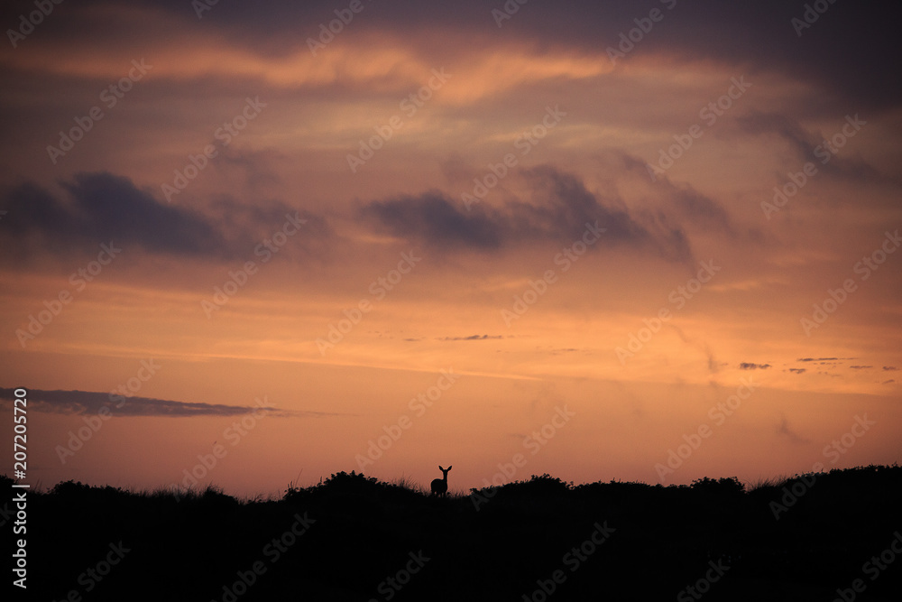 Deer silhouette sun set