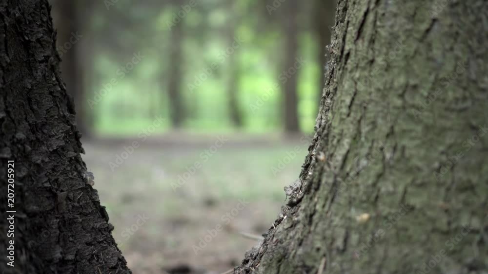 The passage of the camera between the trunks of trees in the forest. The passage of the camera between the trunks of trees in the forest.