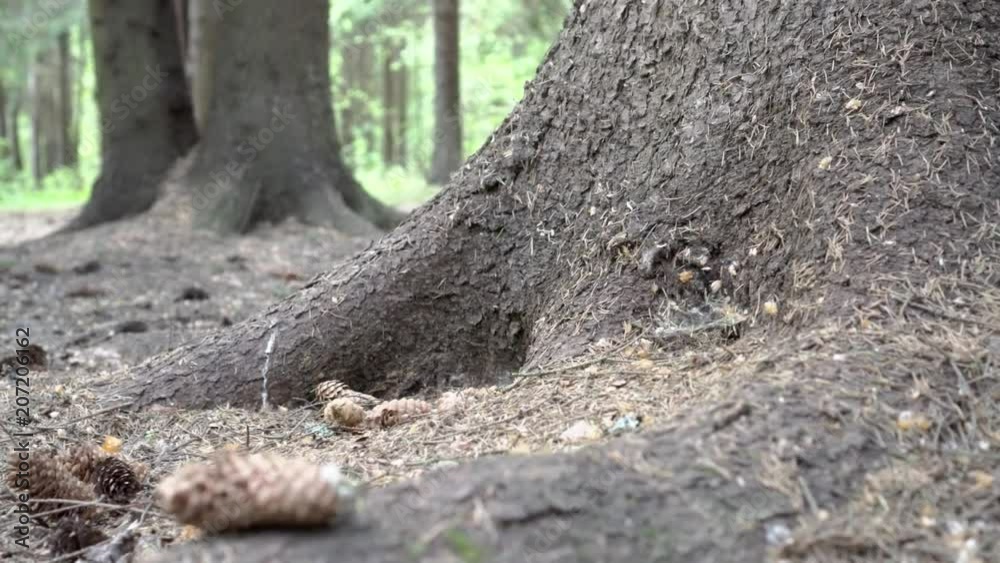 The camera slowly moves on the ground and records the video of the tree root. The camera slowly moves on the ground and records the video of the tree root.