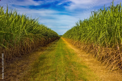 Sugarcane plantation, Australia. photo