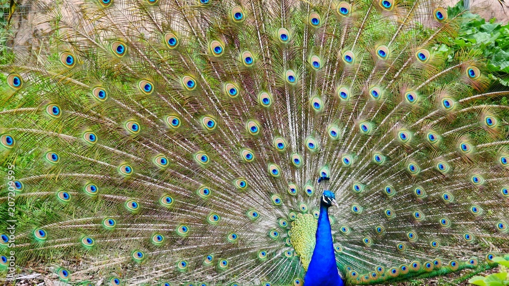 Obraz premium Peacock Full Plumage