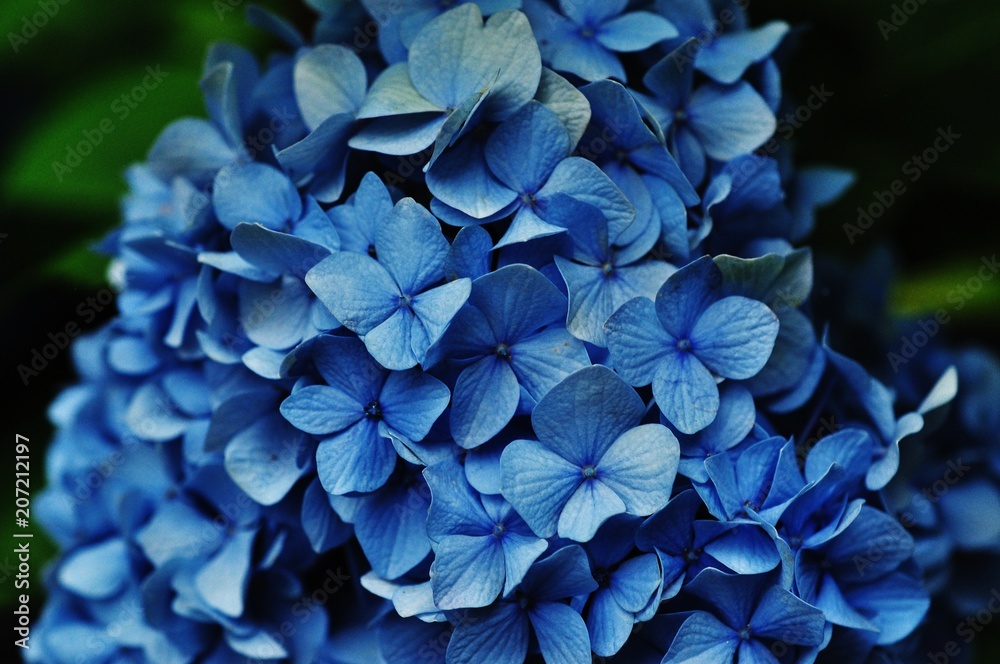 Close-up view of blue hydrangea flowers