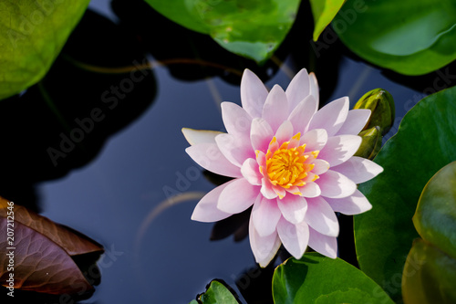 beautiful lotus flower on the water after rain in garden  nature concept.