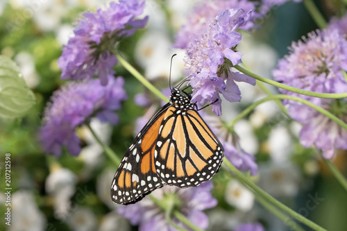 Photograph of a Monarch Butterfly feeding from lavender Pincushion Flower © Janice