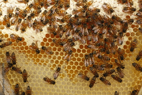 Honey bees kept in a bee box hive on a private farm working making honey on a farm in rural Australia