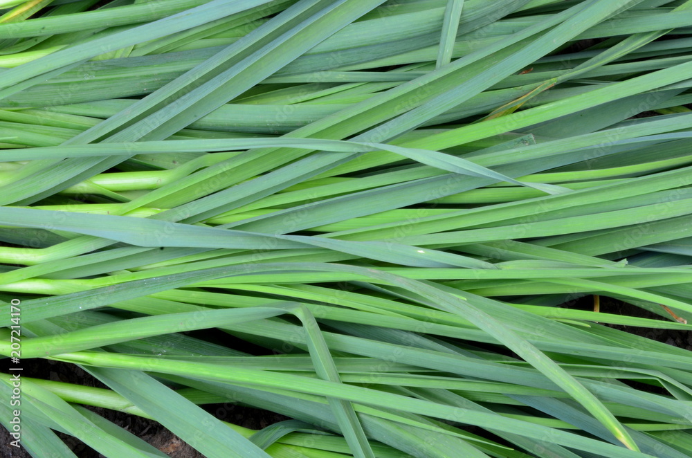 Background consisting of grass of young green garlic.
Background consisting of grass of young green garlic.