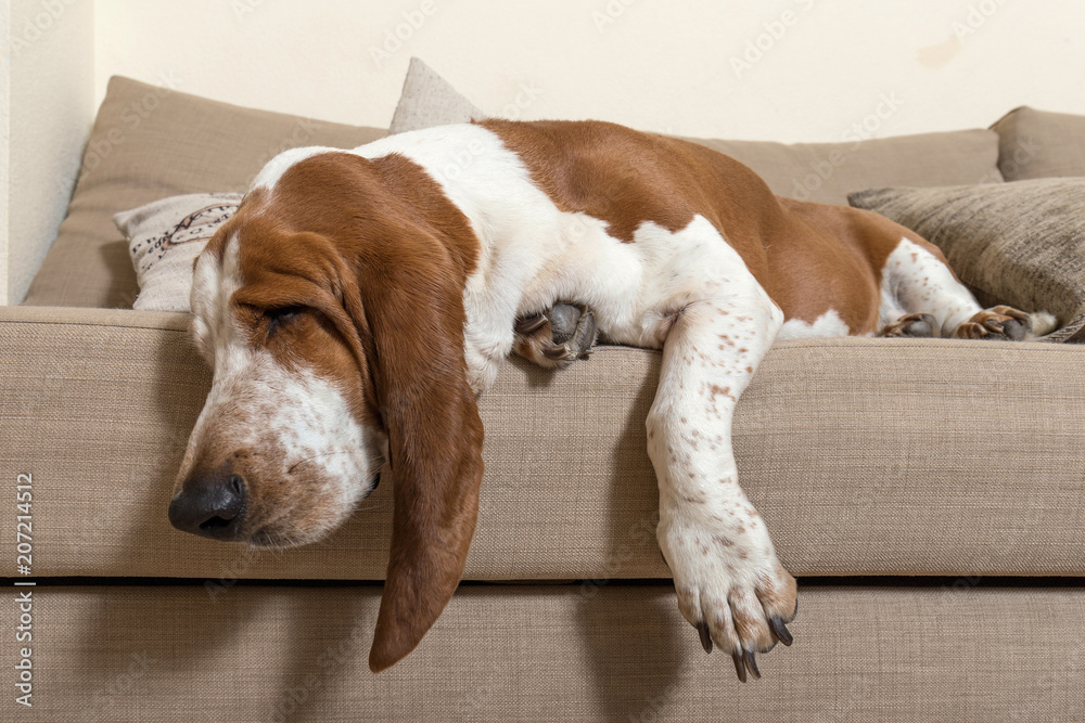 basset hound sleeping