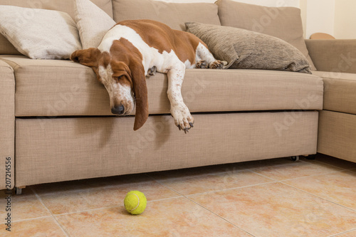 Old sad dog that does not want to play anymore. Sick dog with fatigue