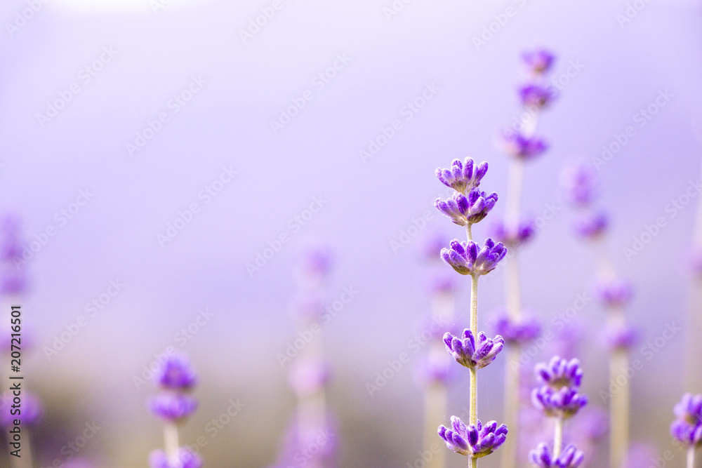 Obraz premium Sunset over a violet lavender field