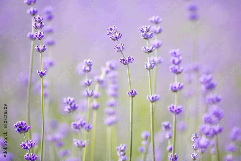Naklejka premium Sunset over a violet lavender field