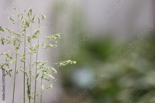 grass nature green alone