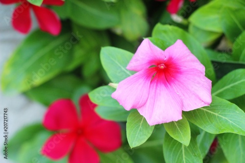 Beautiful bloom colorful flowers in the garden