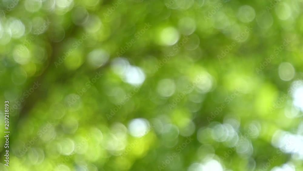 Out of focus slow motion moving of green leaves. Natural blurred green bokeh background.
