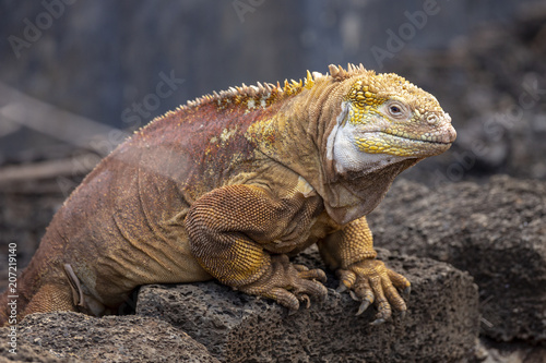 Galapagos Land Lguana  Conolophus subcristatus  in Galapagos Isl