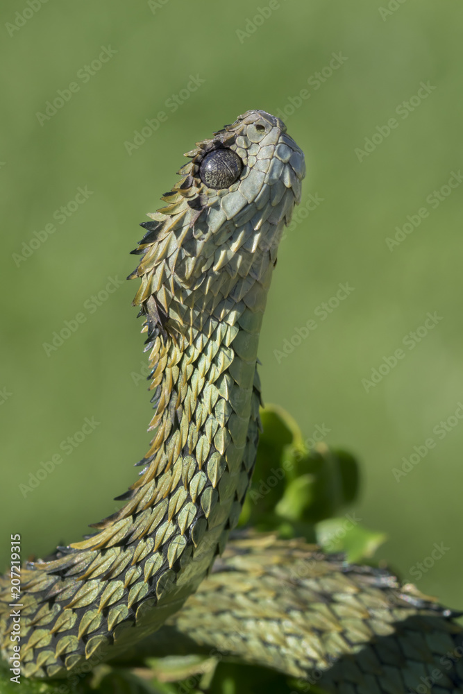 Hairy Bush Viper (Atheris hispida) - Venomous Snake Stock Photo