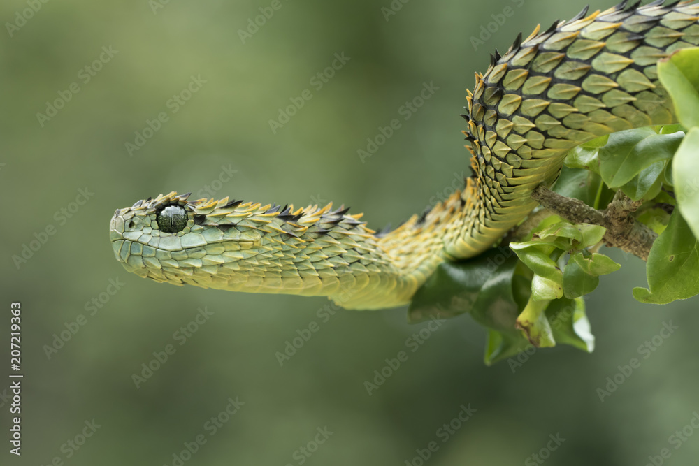 Hairy Bush Viper (Atheris hispida) - Venomous Snake Stock Photo